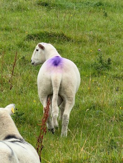 Easy care organic 3 hogget rams & ewe & ram lambs