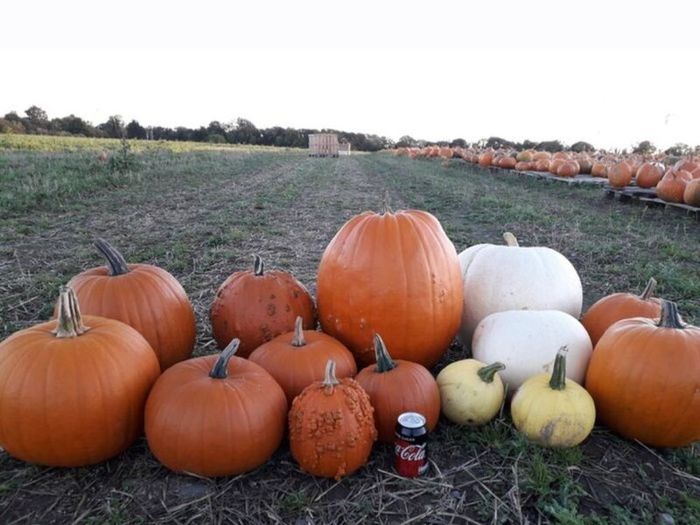 Pumpkins  for sale   Dublin