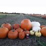 Pumpkins  for sale   Dublin Image 6