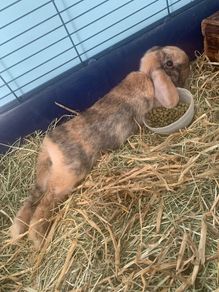 Female Rabbit