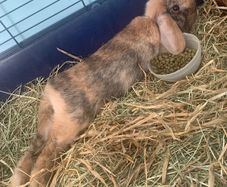 Female Rabbit