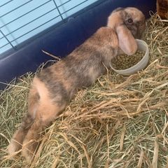 Female Rabbit