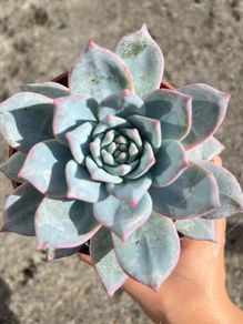 plant