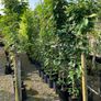Laurel hedging Image 4