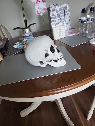 Skull lifesize plastic