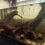 Selling 418-liter aquarium curved with stand, filter, heater, lighting unit, rocks, 4 pieces of wood, and 2 wave pumps Image 3