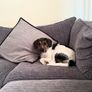 Free Sofa- please read Image 5