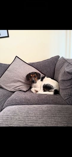 Free Sofa- please read