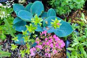 Blue Man Hosta