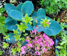Blue Man Hosta
