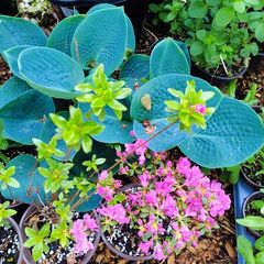 Blue Man Hosta