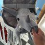 costume triceraptors Image 2