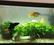 Complete 58L Tropical Aquarium Setup Fish, Live Plants, Heater, Filter  Accessories