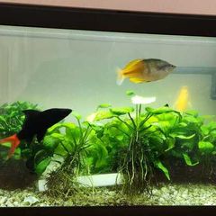 Complete 58L Tropical Aquarium Setup Fish, Live Plants, Heater, Filter  Accessories