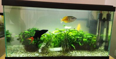 Complete 58L Tropical Aquarium Setup Fish, Live Plants, Heater, Filter  Accessories
