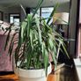 Yukka - large Image 2
