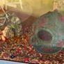 Fish Tank Accessories Image 8