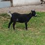 Purebred Female Pygmy Kid Image 4