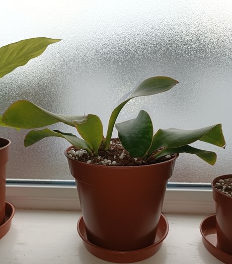 Sansevieria Whale Fin Plant
