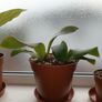 Sansevieria Whale Fin Plant Image 2