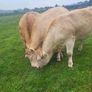 Organic  Cattle  Heifers Image 5
