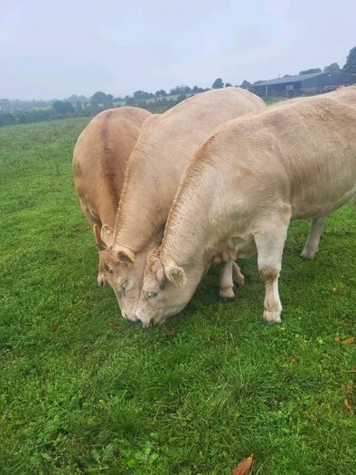Organic  Cattle  Heifers