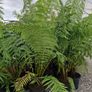Tree Fern Dicksonia Image 7