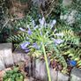 Agapanthus Image 3
