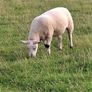 Ewe Hoggets Image 2