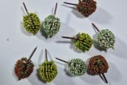 New Model Trees Pack F ( Hornby Bachmann Micro Scalextric Scenic Lima Carrera Train wargames )