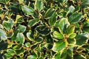 Holly Golden King Hedging