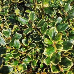Holly Golden King Hedging