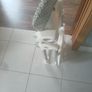 High Chair Image 3