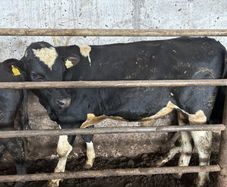 4 vasectomised Fr bulls