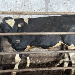 4 vasectomised Fr bulls