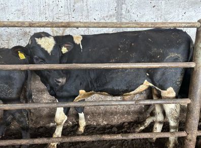 4 vasectomised Fr bulls