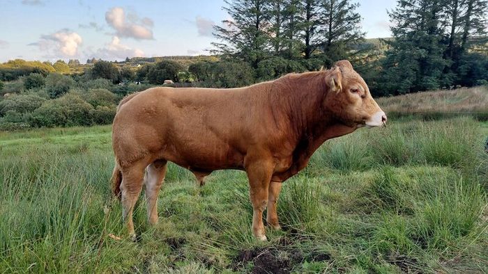 Super  Pbr Limousin  Bull