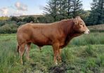 Super  Pbr Limousin  Bull