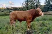 Super  Pbr Limousin  Bull