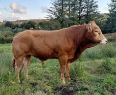 Super  Pbr Limousin  Bull
