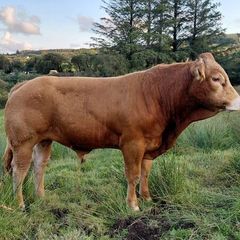 Super  Pbr Limousin  Bull