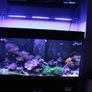Marine Fish Tank Image 9