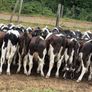 45 Fresian Bull Weanlings For Sale Image 7