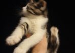 Kittens