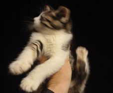 Kittens