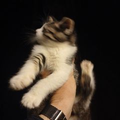 Kittens