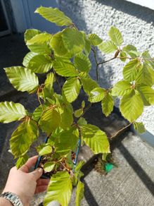 Beech bonsai
