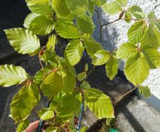 Beech bonsai