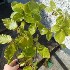 Beech bonsai