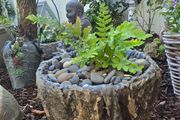 "A fern in a handmade cement pot